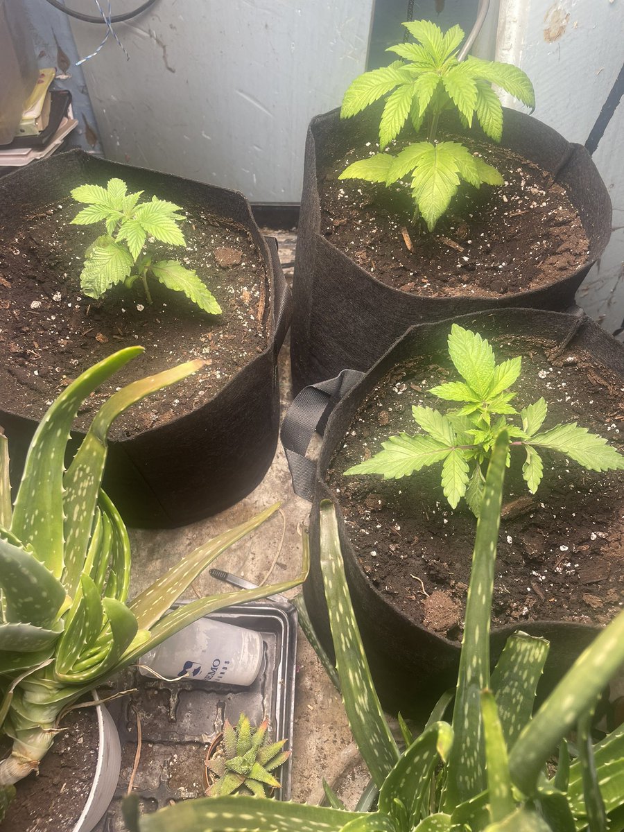 2 Acapulco gold and a pink kush from <a href="/34StreetSeedCo/">34 Street Seed Co</a>    Had good luck with their genetics before 🤞🏻#growyourown #CannabisCommunity