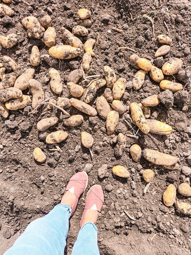 MVLagos's tweet photo. Hola cosecha de Papa 👋🥔🚜
Hoy grabamos a campo 🙂
Equipazo @Agropack + #Spraytec + #ZAudiovisuales https://t.co/Z84NFQvccP