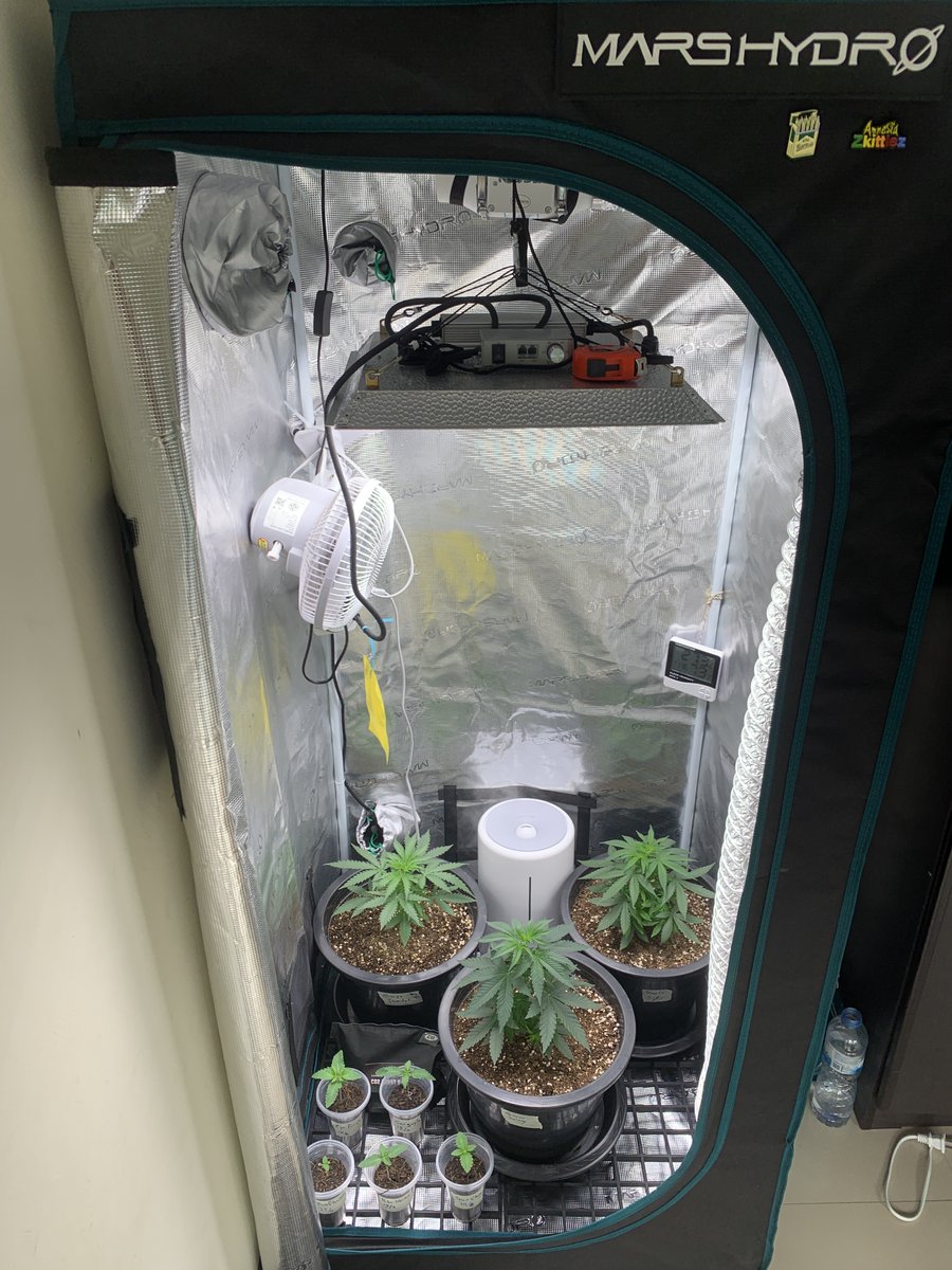 RaysPlace420's tweet photo. Veg tent update
#OrangeSherbet FF from @Fast_Buds day 20
#BananaJealousy from @SeedsmanSeeds day 44 #Runtz from @Zamnesia_ day 28
Testers from @breeder_steve๐
#EgoPunch 18/2
#PolerVortex 19/2
#GarGoyle 19/2
#SourCherry 20/2
#Sunflower 23/2
Have a Good one !!
#RayongGrow https://t.co/MoiavXl8od