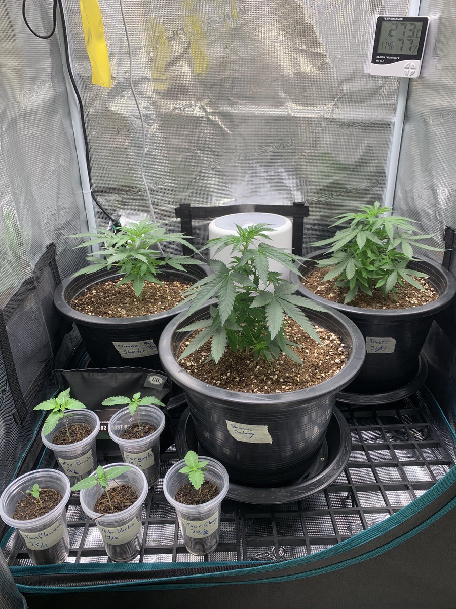 RaysPlace420's tweet photo. Veg tent update
#OrangeSherbet FF from @Fast_Buds day 20
#BananaJealousy from @SeedsmanSeeds day 44 #Runtz from @Zamnesia_ day 28
Testers from @breeder_steve๐
#EgoPunch 18/2
#PolerVortex 19/2
#GarGoyle 19/2
#SourCherry 20/2
#Sunflower 23/2
Have a Good one !!
#RayongGrow https://t.co/MoiavXl8od