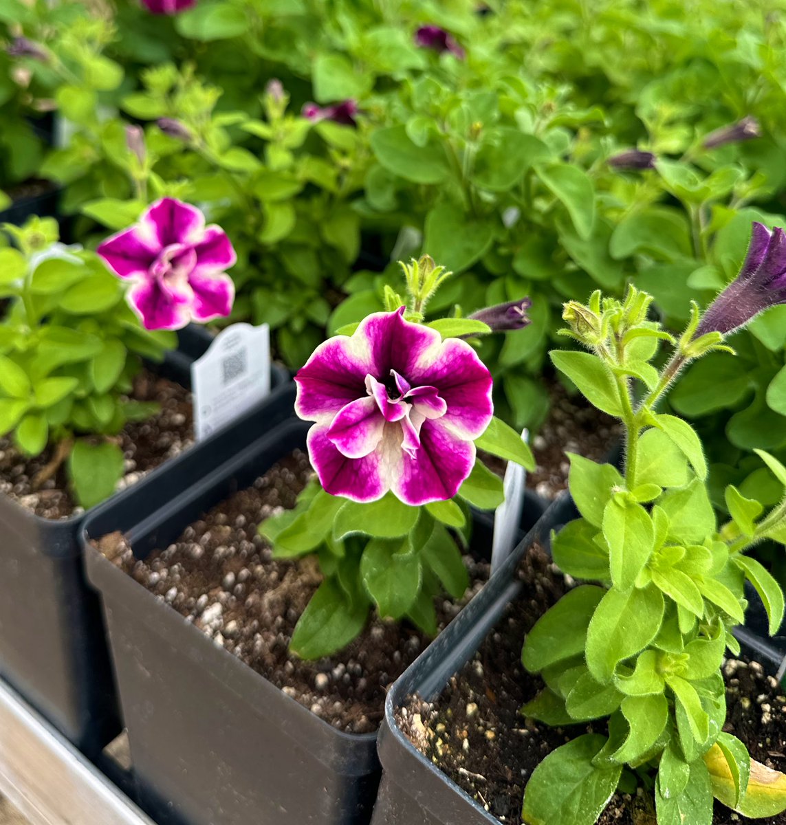 Another week, another sneak peek! Over the weekends, we have quite the number of petunias, roses, and more that had some early blooms yet again. After a cycle of pinching, they are ready to continue growth for our Plant Sale!