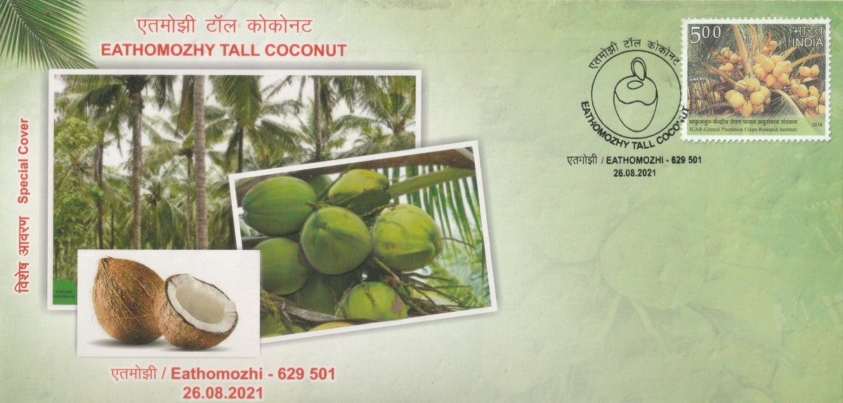 Eathomozhy Tall #coconut - A GI tagged Product from #TamilNadu 

For further details visit my blog 
sastikvibes.blogspot.com/2024/02/099-ea…

#philately
#indiapost
#gitag
#eathomozhy
#kanyakumari
#Geographicalindications 
#specialcover