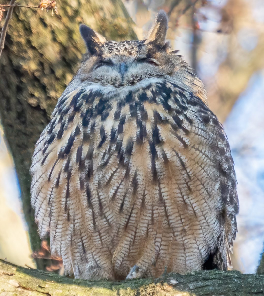Flaco, an Eurasian Eagle-Owl who gained fame after escaping the Central Park Zoo, died this weekend after colliding with a building, a fate shared by up to 1 billion birds each year in the U.S. Learn how to prevent collisions &amp; keep birds safe by visiting bit.ly/48r3HoI