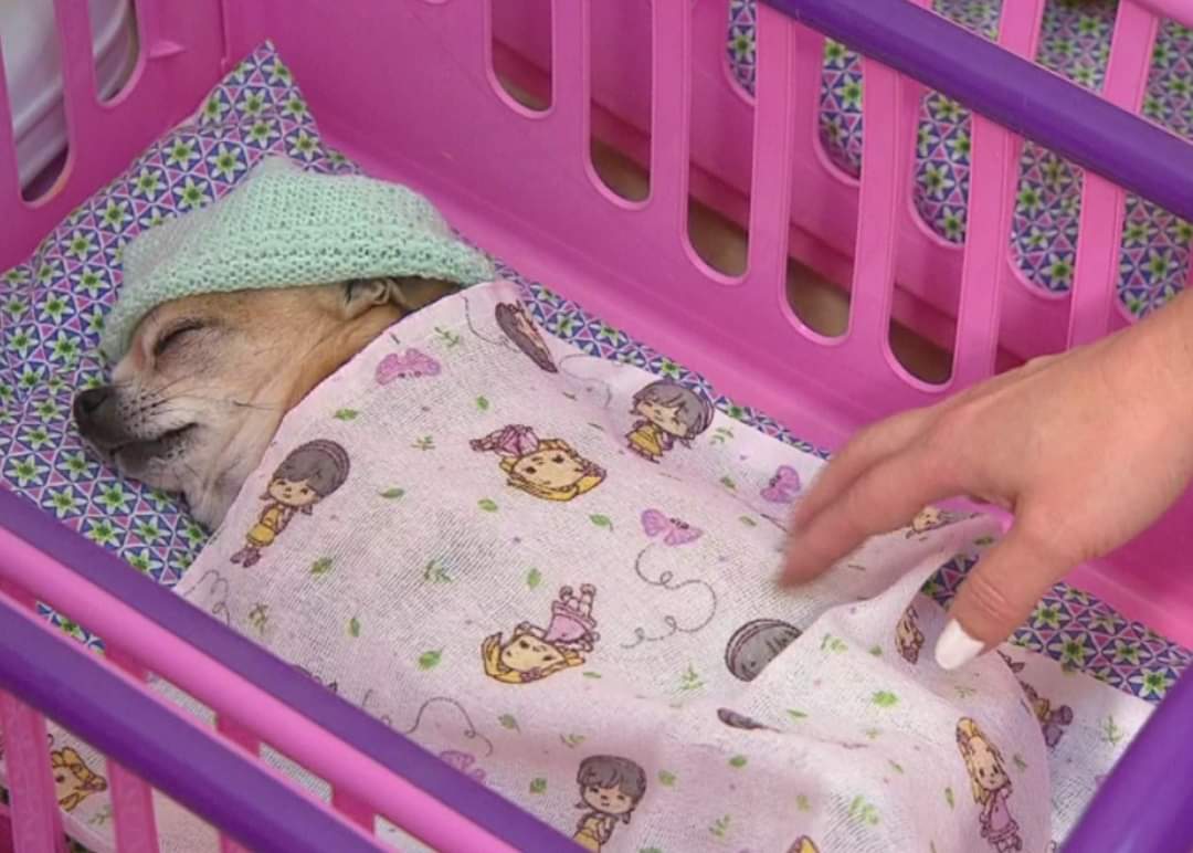 itimaliasof's tweet photo. Eu: eu odeio criança mimada!!

Eu colocando meu doguinho pra mimir: https://t.co/NiecFEp8ZS