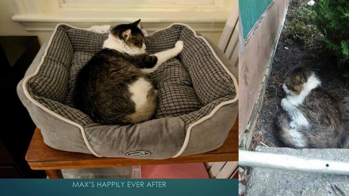 BFF is looking for more foster homes! We want MORE happily ever after situations like Max here. ❤️Are you able to give a street cat a temporary home to stay just until we can get them vetted and adopted out? 😺Please message us or email us at bffcatrescue@gmail.com #Mondayvibes