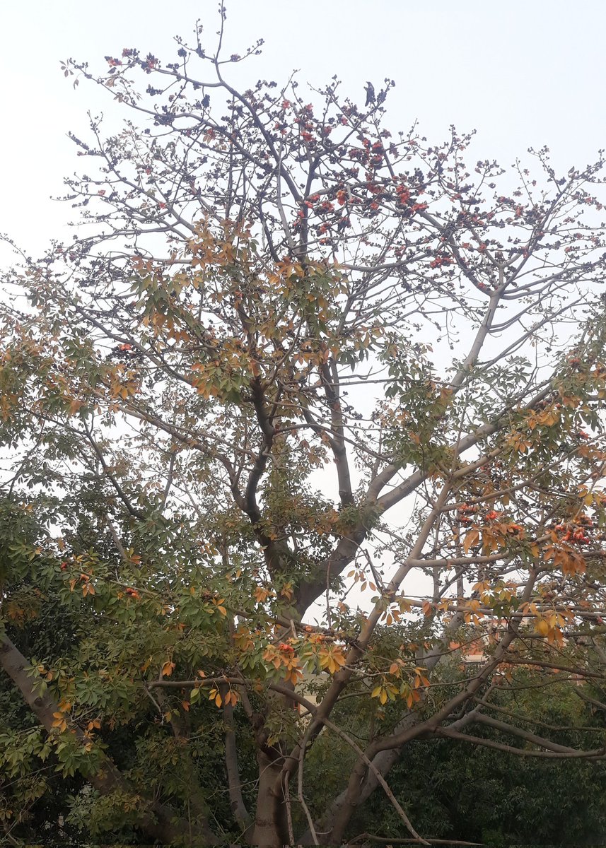 iamindranin's tweet photo. @thedelhiwalla "If winter comes can spring be far behind. " ~ Shelley.... #myfirstsightingofSemal https://t.co/eoVRz0flNN