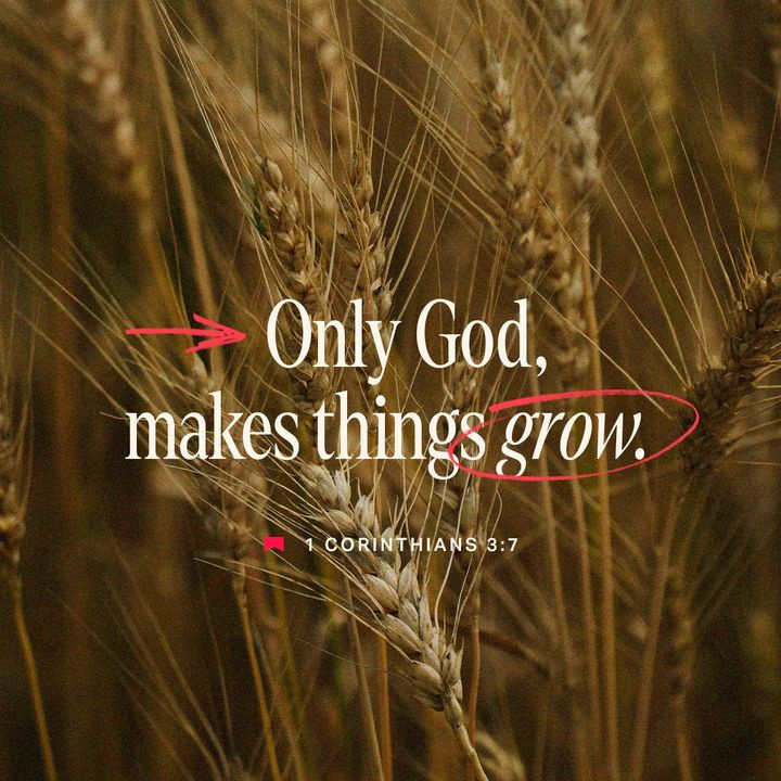 Only God Makes Things Grow! @wangxue31733739 @lampstanddesigz @simple0servant @fbosschart @myblessedhope1 @bkcprov3110 @christiannewsle @annamagnelli @bernedettemorr5 @91psalms123 @bwdradio_ @laverne90748971 @gabriellemary55 @maxinemco