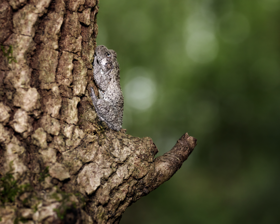 lowbassphotog's tweet photo. Sitting like a bump on a log... 
#graytreefrog #graytrefrogs #frog #frogs #wildlifephotography #naturephotography #photography #appicoftheweek #canonfavpic #captureone https://t.co/TvB7vQ45b8