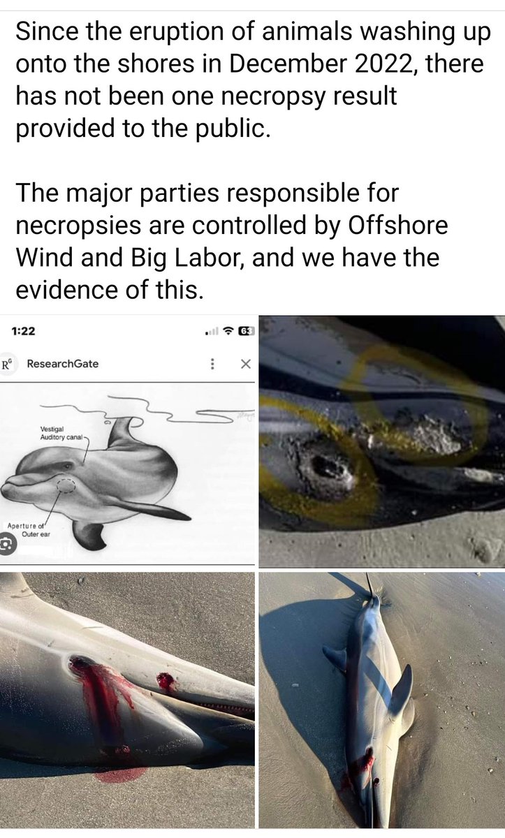 PatriotsRmaga's tweet photo. #STOPTHEWINDMILLS #DEADWHALES #DEADDOLPHINS #DEADSHARKS #NEWJERSEY https://t.co/lacXDOM8mf