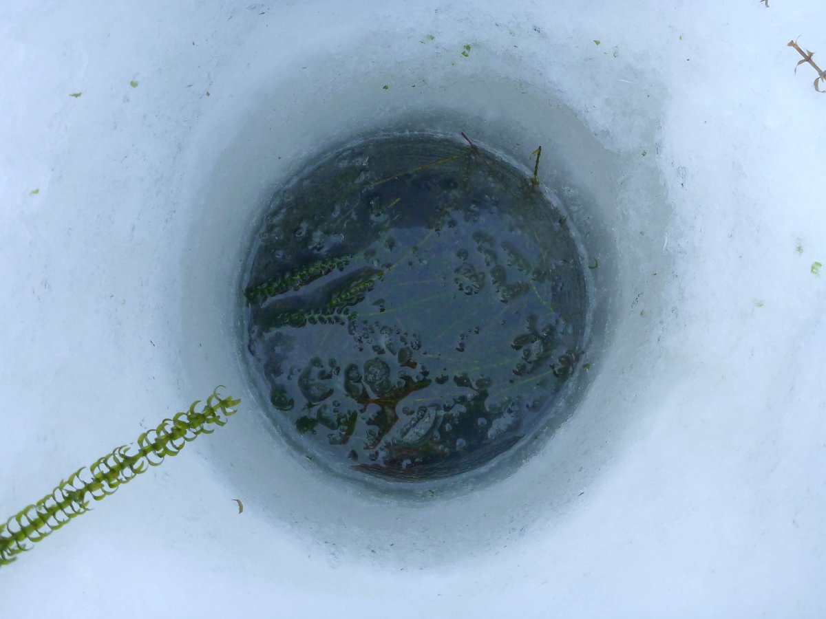 It’s National Invasive Species Awareness Week #NISAW! Invasive Elodea disrupts freshwater habitats that Alaskans, salmon, other fish, birds, plants, animals, and invertebrates depend on. Make sure to CLEAN DRAIN DRY to prevent the spread and report sightings @ 1-877-INVASI