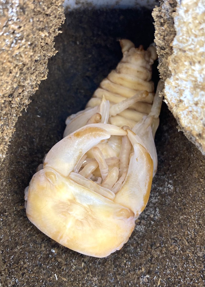 花粉症と副鼻腔炎に加え、子供から貰った風邪とのトリプル発症でダウンしていましたが…久々に早期羽化の張飛を撮影してみました。

69.5(6.45)mmの個体と同じく、写真3枚目も張飛(A160F)の蛹です。
残念ながら蛹は少しばかりやらかしてますが💦

ようやく我が家でもオスの蛹化で賑わってきました(^^)