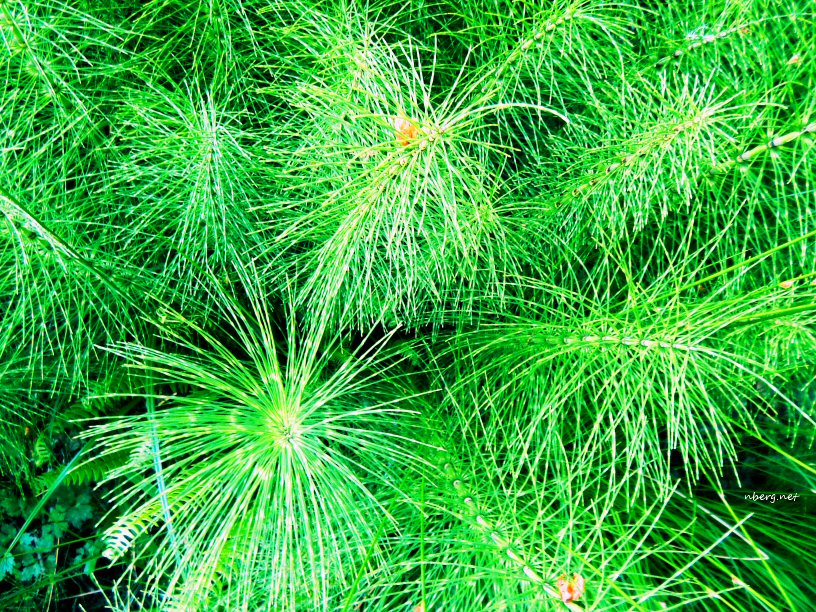 Horsetail ferns near the beach 🌿🍃 nberg.net/photo/photo3.h… #horsetailfern #fern #NaturePhotography #Mondayvibes