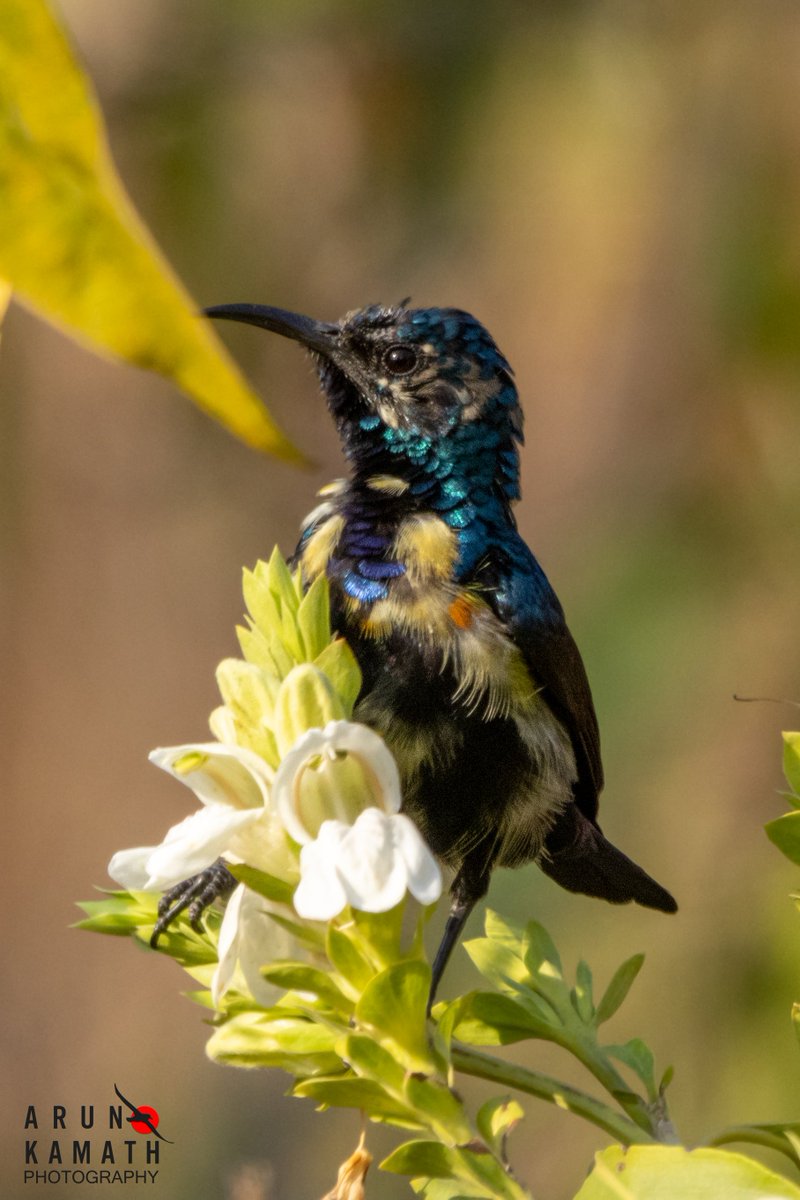 Saw many Purple Sunbirds this weekend birding when i went to aravallis. Here is one on the wild flower showing off the amazing plumage. #indiaves #twitternaturecommunity #birdsoftwitter