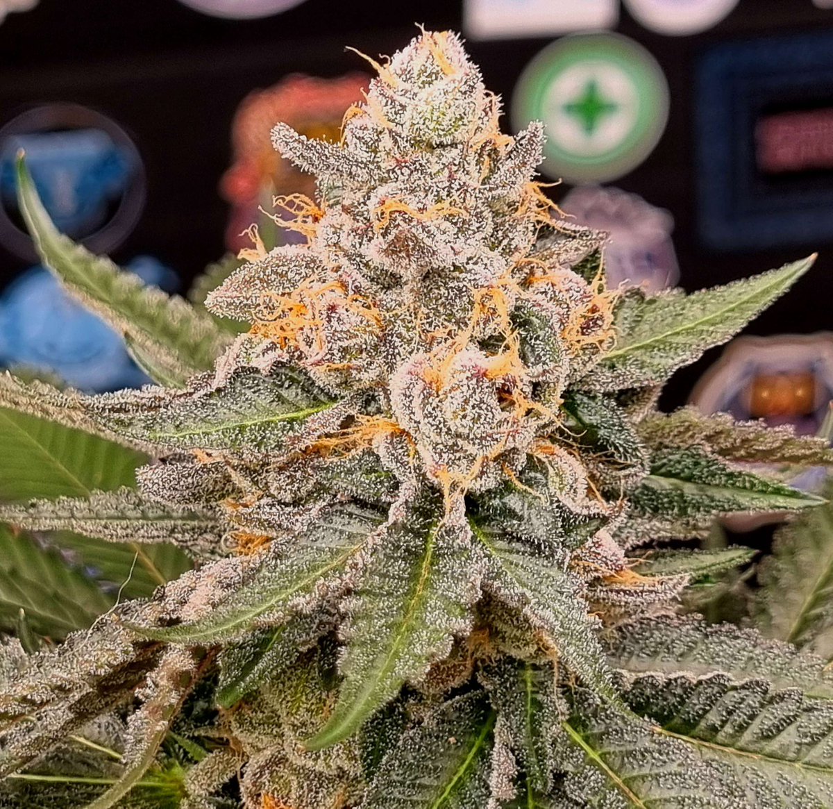 808geneticsjb's tweet photo. Cherry Bang Bang bred by 808 Genetics grown by Waraganja on IG #CherryBangBang #808Genetics https://t.co/Rxt58flkNZ