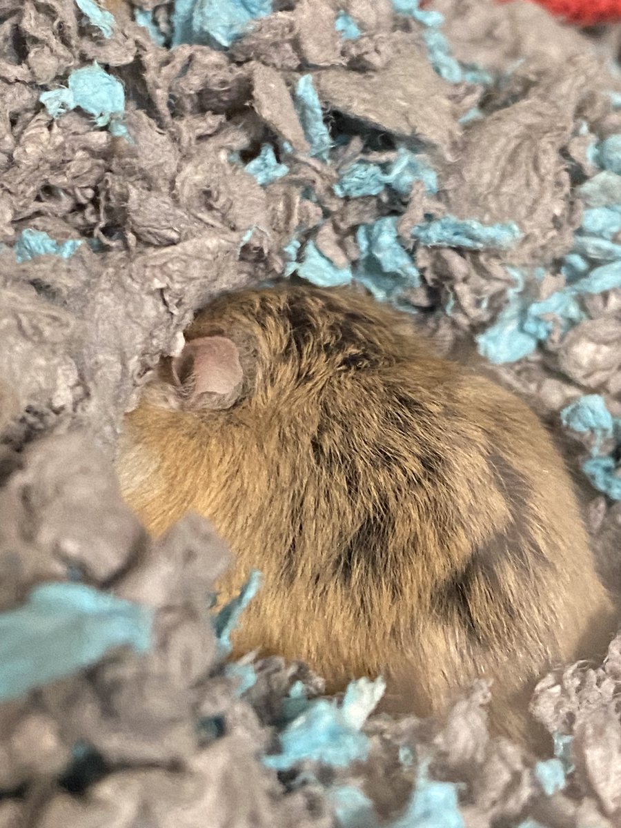 i absolutely love my hamster guys, he’s just a cute lil nugget that can do no wrong