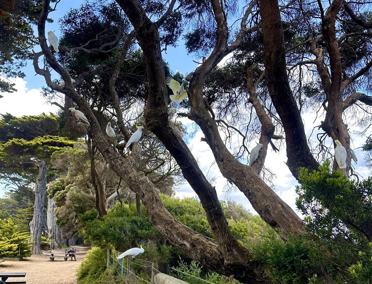 Atithevet's tweet photo. As I’m stuck at a boring meeting, let’s see some shots during #MAM2024 in beautiful Lorne @MAMLorne https://t.co/tpLRDEDsDU