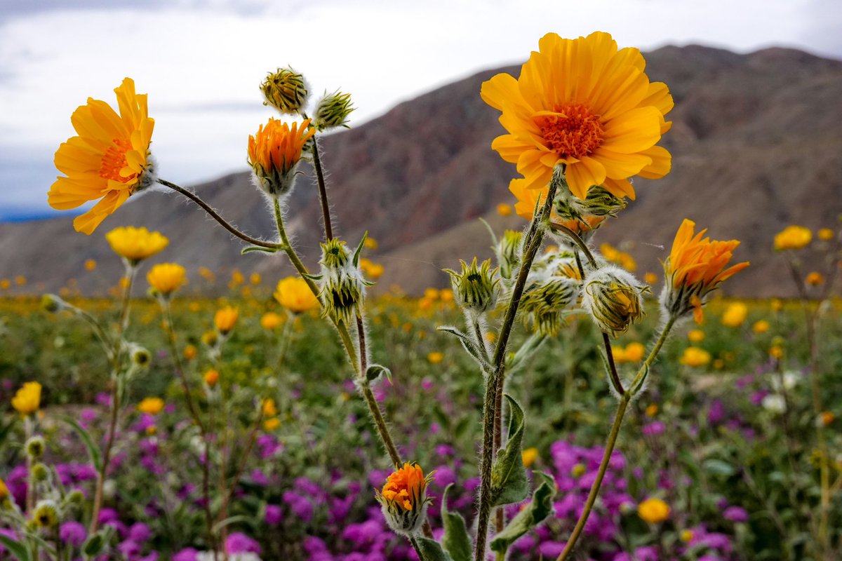 Desert Wildflowers Borrego Springs #borregosprings #anzaborrego flic.kr/p/2pAtSC2