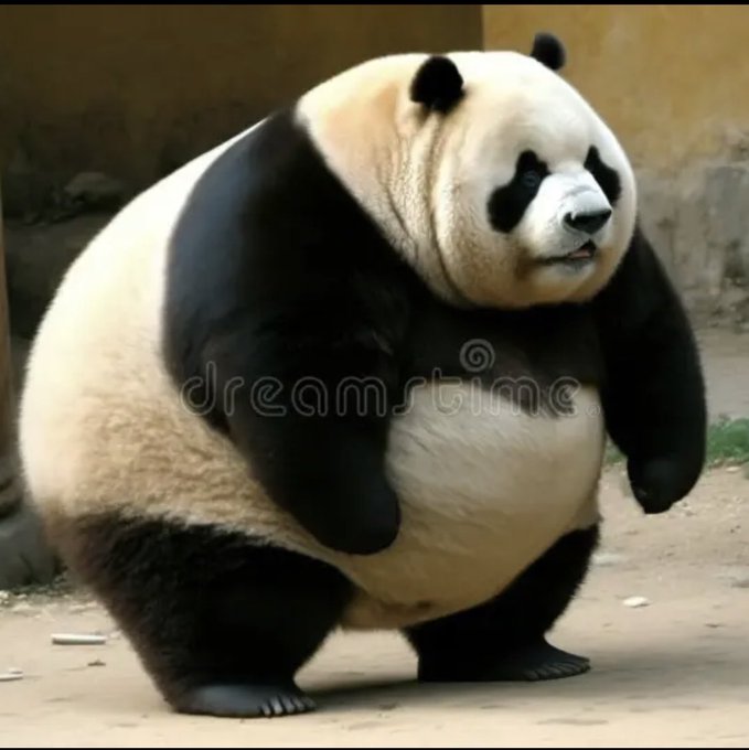 bitcoinpanda69's tweet photo. yuh...

yuh yuh yuh yah yuh

yuh..

yuh yuh yuh yeah aye https://t.co/XZQyCBB7fw