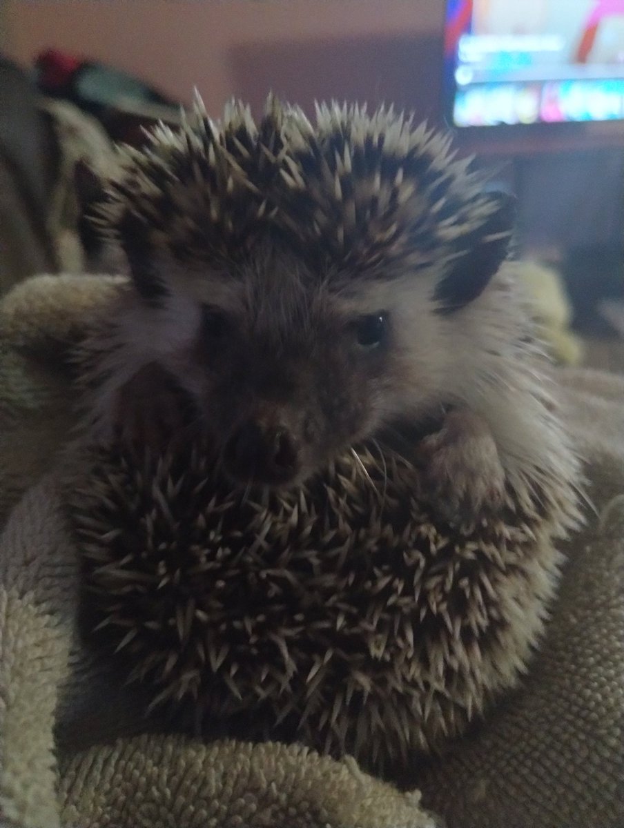 ((my angry prickly potato