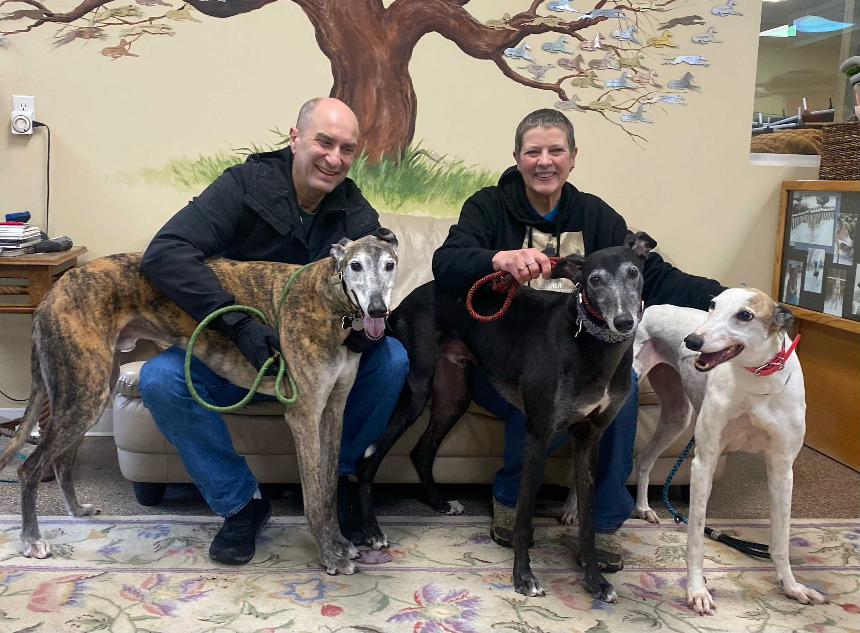 Gpi greyhound store