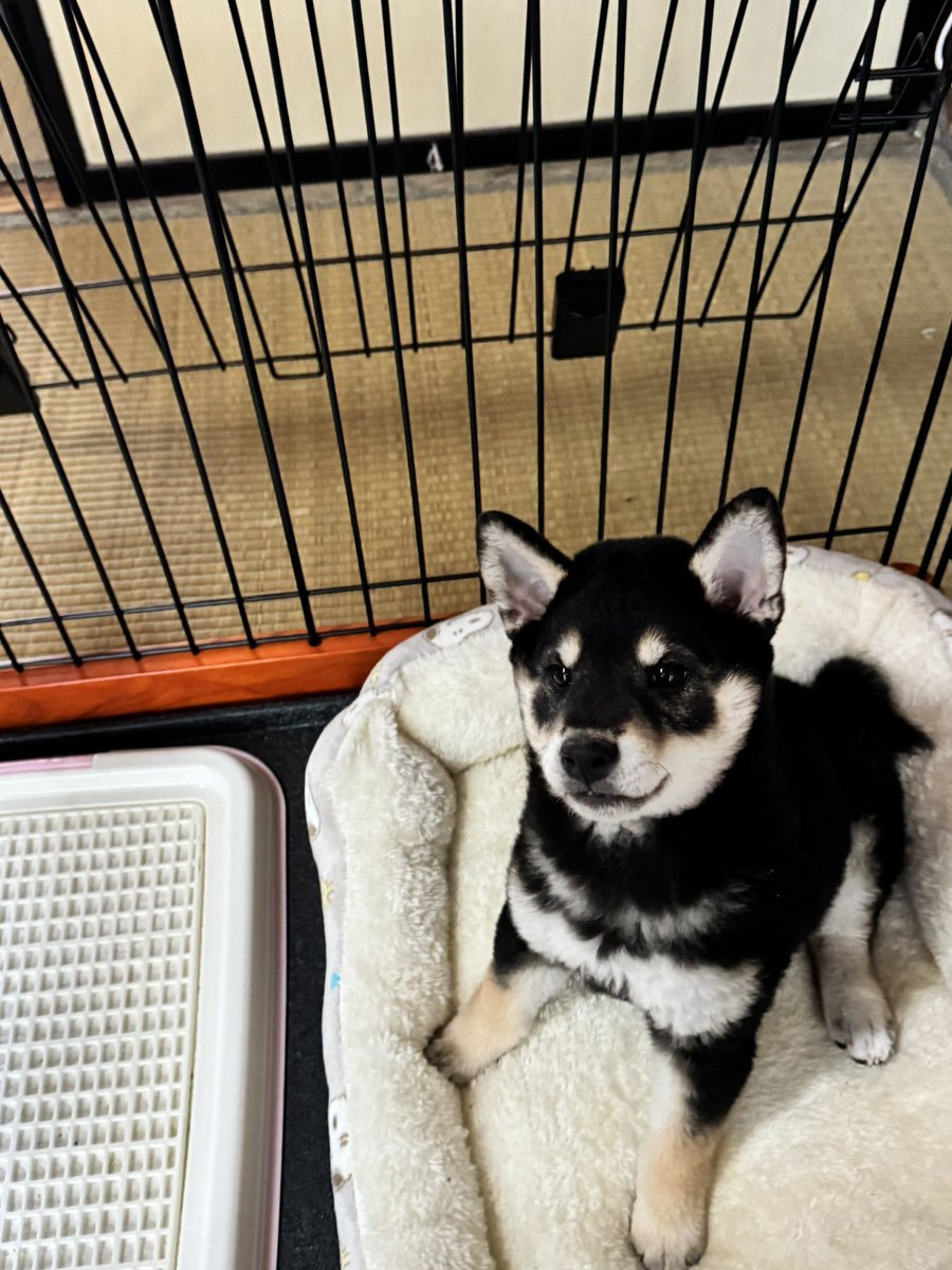 aracont42's tweet photo. 実は我が家に柴犬様が来ましたー！！
名前はマメです🐕🐾 https://t.co/hCh6kGmju4