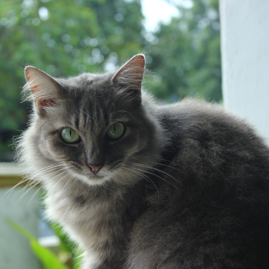 Miss Grey, 6 y.o adopsi ti Mang <a href="/ceperlan99a/">elcepre ⚒</a> taun 2018an...