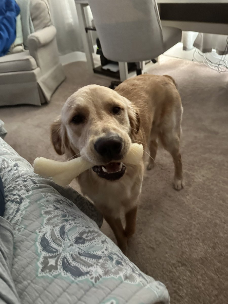 This is 1 🎂🥳💙#HBDDuke #goldenboy #bestdoggoever