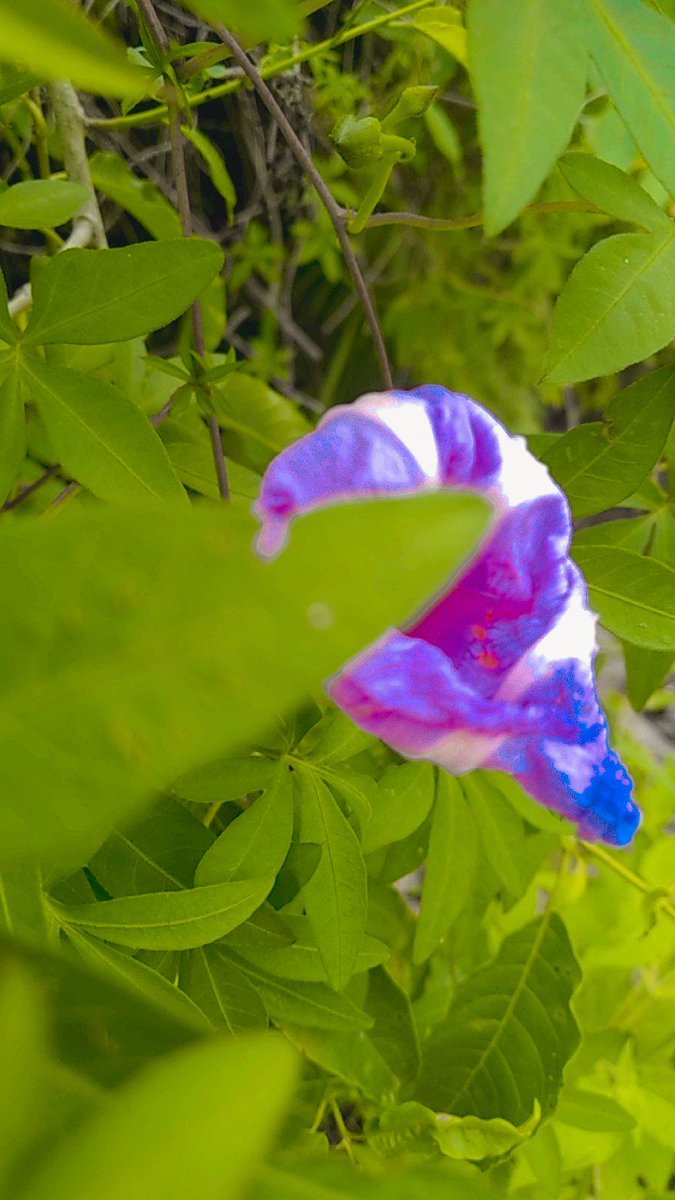 La divina creación de Dios.🌱🌸🌺❤️✨