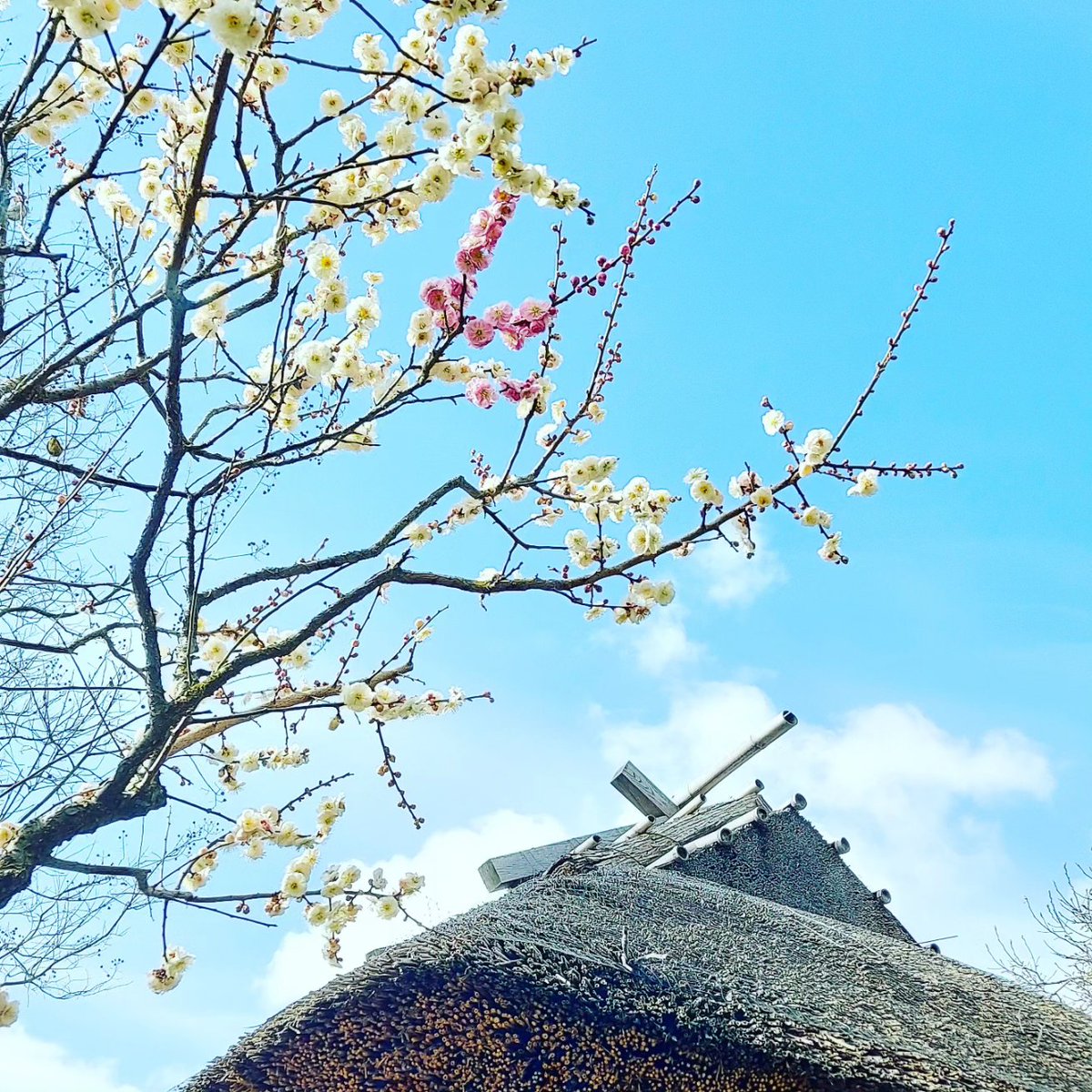 好古園の盆梅は花が散り始め、見ごろを過ぎてしまいましたが、 地植えの梅はまだまだ見ごろの木があります。 本日はウメの｢源平咲き｣をご紹介。 いま、好古園の築山池泉の庭で｢源平咲き｣を見ることができますので、ぜひ見に来てください！ #日本庭園　#姫路　#好古園　#ウメ　#源平咲き
