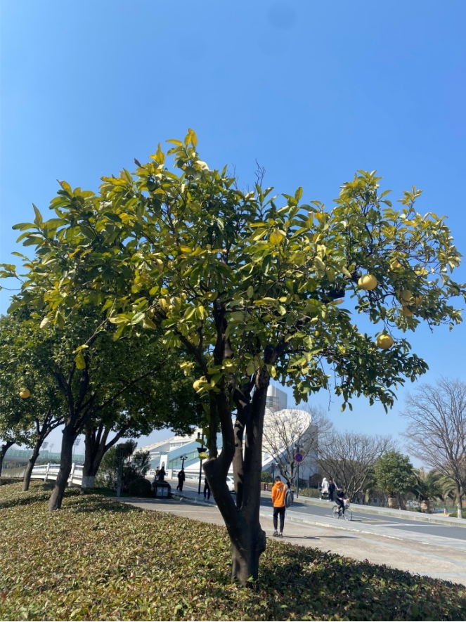 ZJU_China's tweet photo. #ZJULifeBlog: What would my four seasons be like, if I were a pomelo tree on #ZJUcampus? https://t.co/hkMCSJICFR
#Campuslife #SeasonsatZJU #ZJUplants https://t.co/tmmVvDcXK2