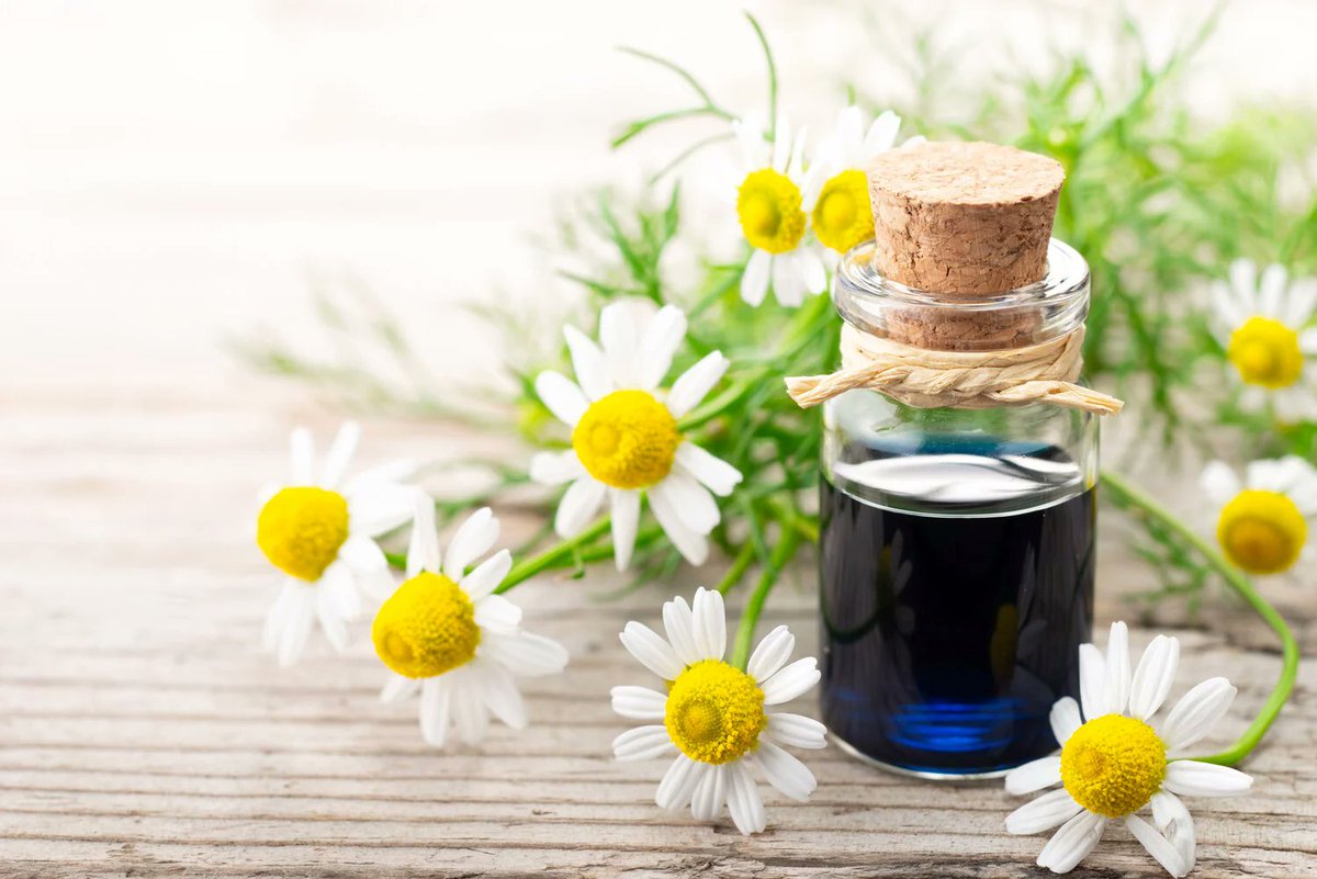 ApproBitCom's tweet photo. CHAMOMILE GERMAN essential oil - https://t.co/QgKE0loqJl #analgesic #anti-inflammatory #antibacterial #antiphlogistic #Antiseptic #antispasmodic #calmative #cicatrizing #depurative #emmenagogue #febrifuge #hepatic #immunostimulant #stomachic https://t.co/sjysixFAUy