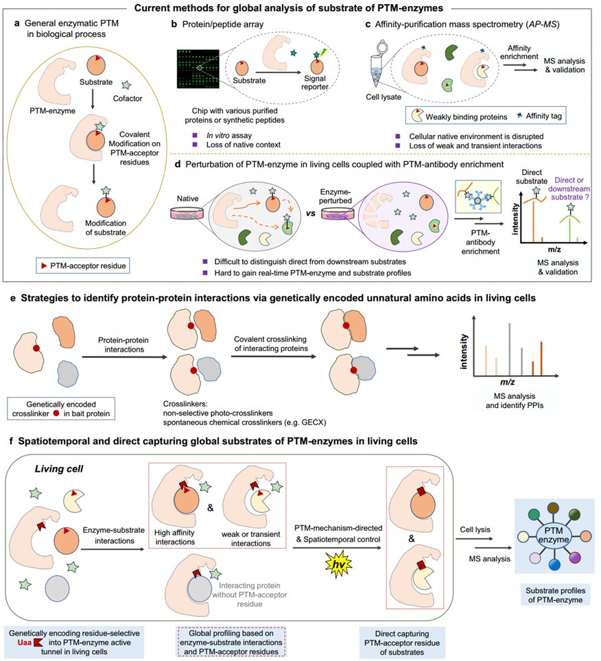 A new method directly captures substrates of lysine-modifying enzymes in live cells using residue crosslinking, enhancing understanding of PTM-enzyme interactions and substrate profiles for various bacterial and mammalian enzymes. 
#protein #ptm  
DOI: 10.1038/s41467-024-45765-3