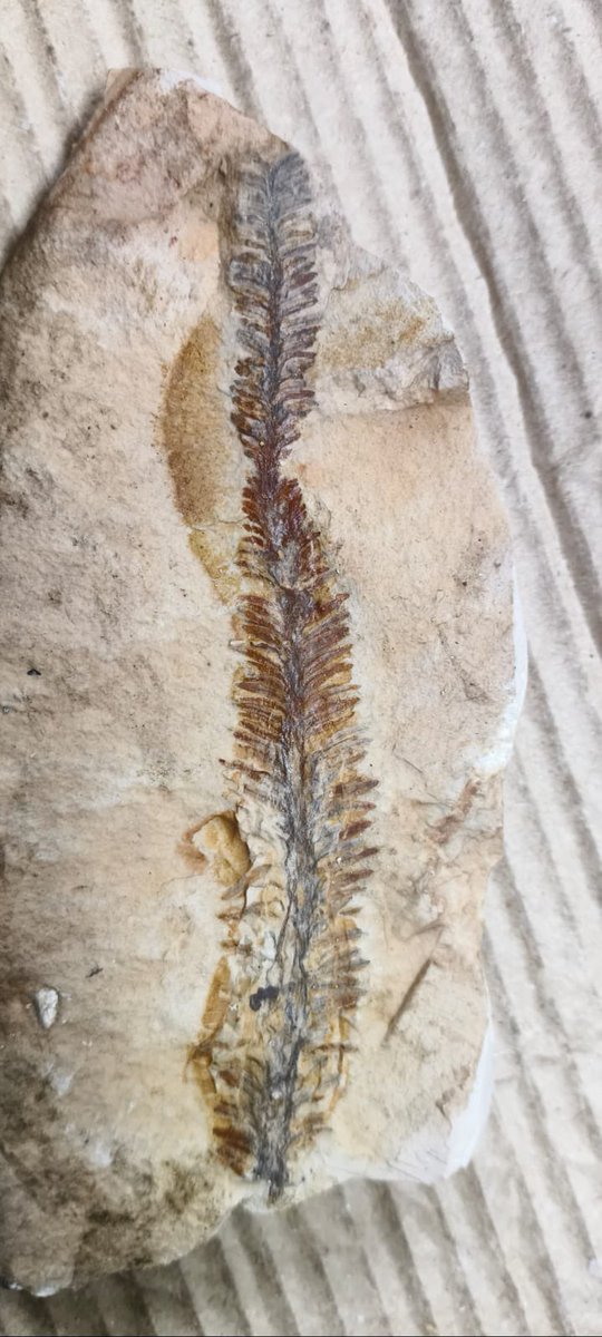 sudhakarudumula's tweet photo. ‘65 million' years old #fossils found in Telangana

Fossils of Pagiophyllum , Pilophyllum and Taeniopteris plants, which became extinct about 65 million years ago, were found in Rampur village, Sirpur Khagaz Nagar mandal of Asifabad district #Telangana. 

Samudrala Sunil a #paleontology enthusiast claimed that these fossils were found in clay pond used by locals for makung ceramic pipes. Apart from these plant fossils, other types of animal fossils have also been found in this area and more research is being done on them, he said. 

Nusrat Babar, a PhD scholar at Gondwana University in Maharashtra, said that these Pagiophyllum plants lived from the Late #Jurassic period to the end of the Cretaceous period. Addanki Kiran, chairman of Addanki Foundation, also participated in this research.