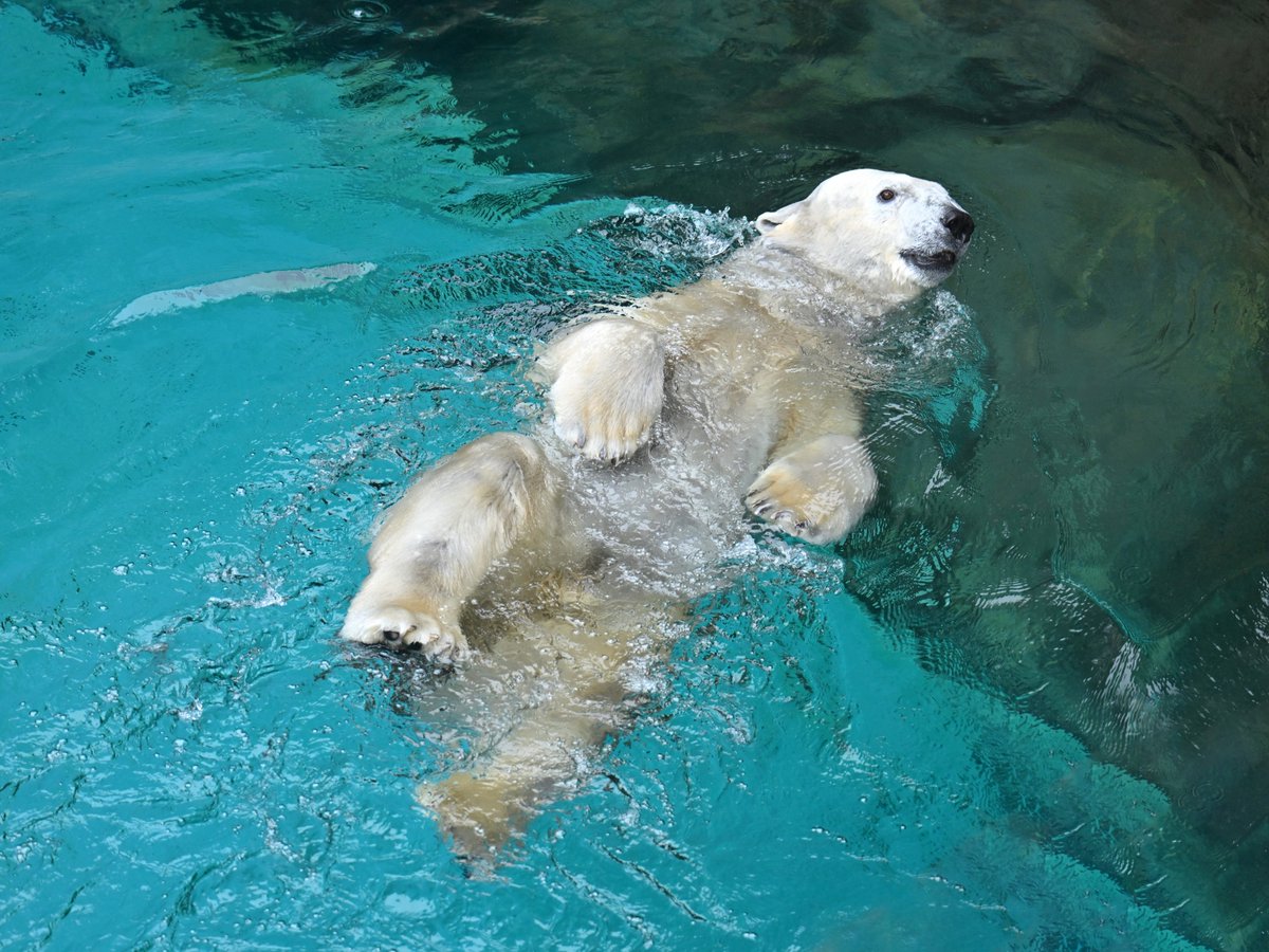 すい～ す～い
#ホッキョクグマ #polarbear #ズーラシア #ZOORASIA #国際ホッキョクグマの日 #PolarBearDay