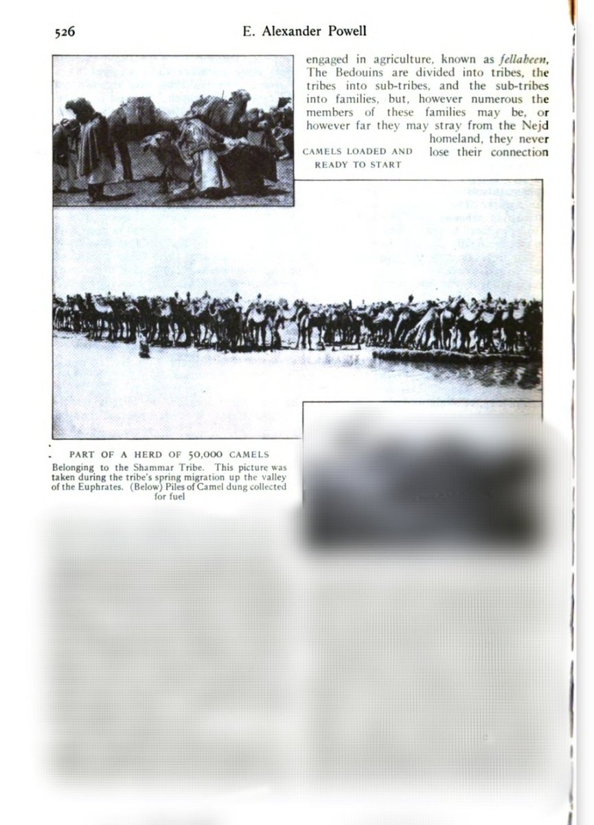 الوردان المفضلي tweet media