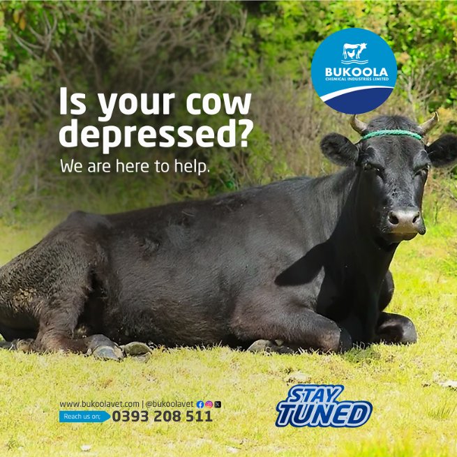 Depression in livestock is a real-world condition that reduces the efficiency and productivity of cows. Have you noticed depression in your cow?
We are here to help. Visit our pharmacy today and keep posted on our platforms.
#bukoolavet #vetpharmacy #AskTheVet