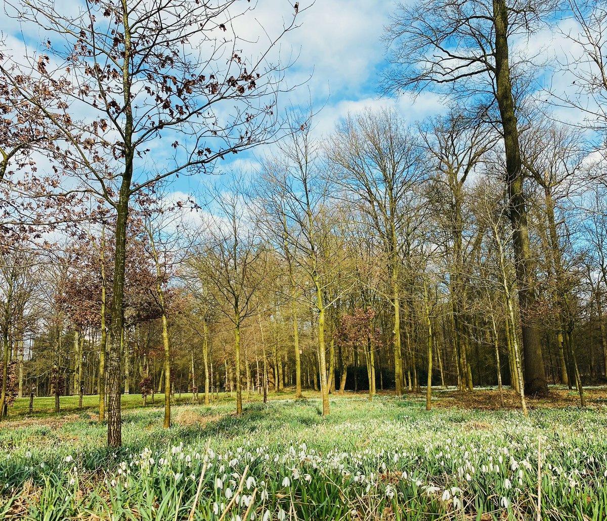 Ben je al even gaan kijken? Naar dit prachtige tapijt van sneeuwklokjes? 

#paardengracht #voorjaarsbloemen