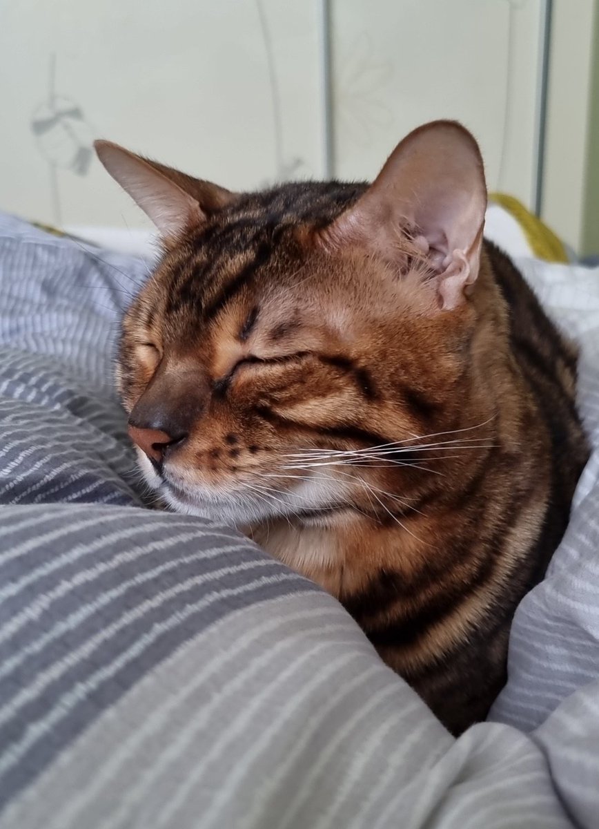 졸려서 부은 고영