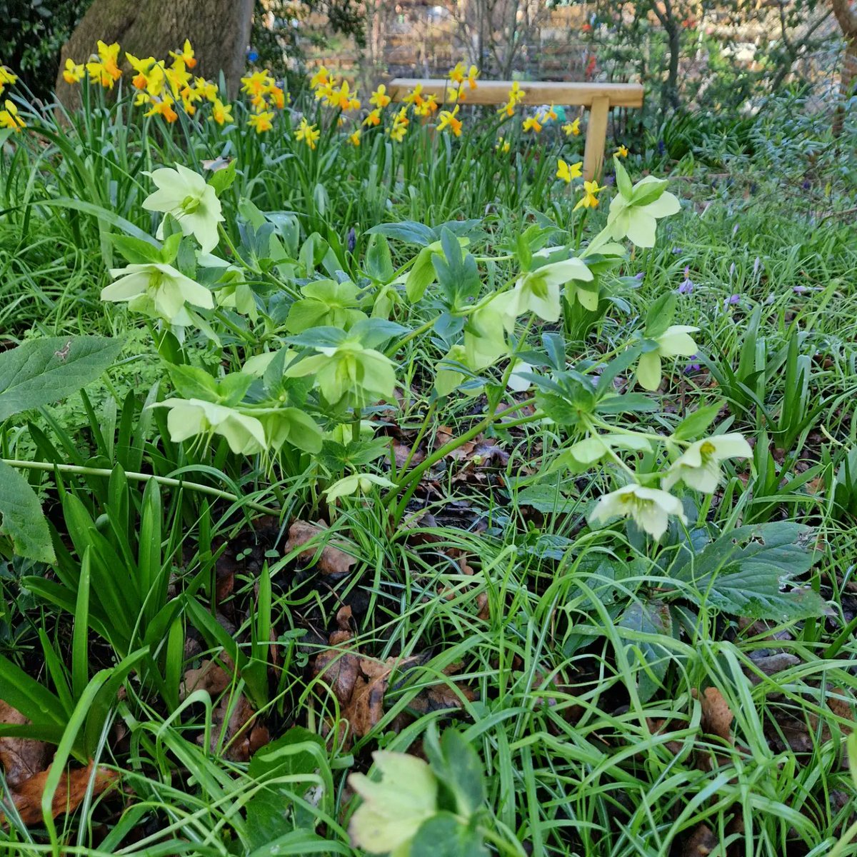 Olden Community Garden is looking great as all the bulbs burst into flower. Do pop by. Open days 10am -4pm every Tuesday and 10am -4pm third Saturday of the month #daffodils #spring #islington #highbury