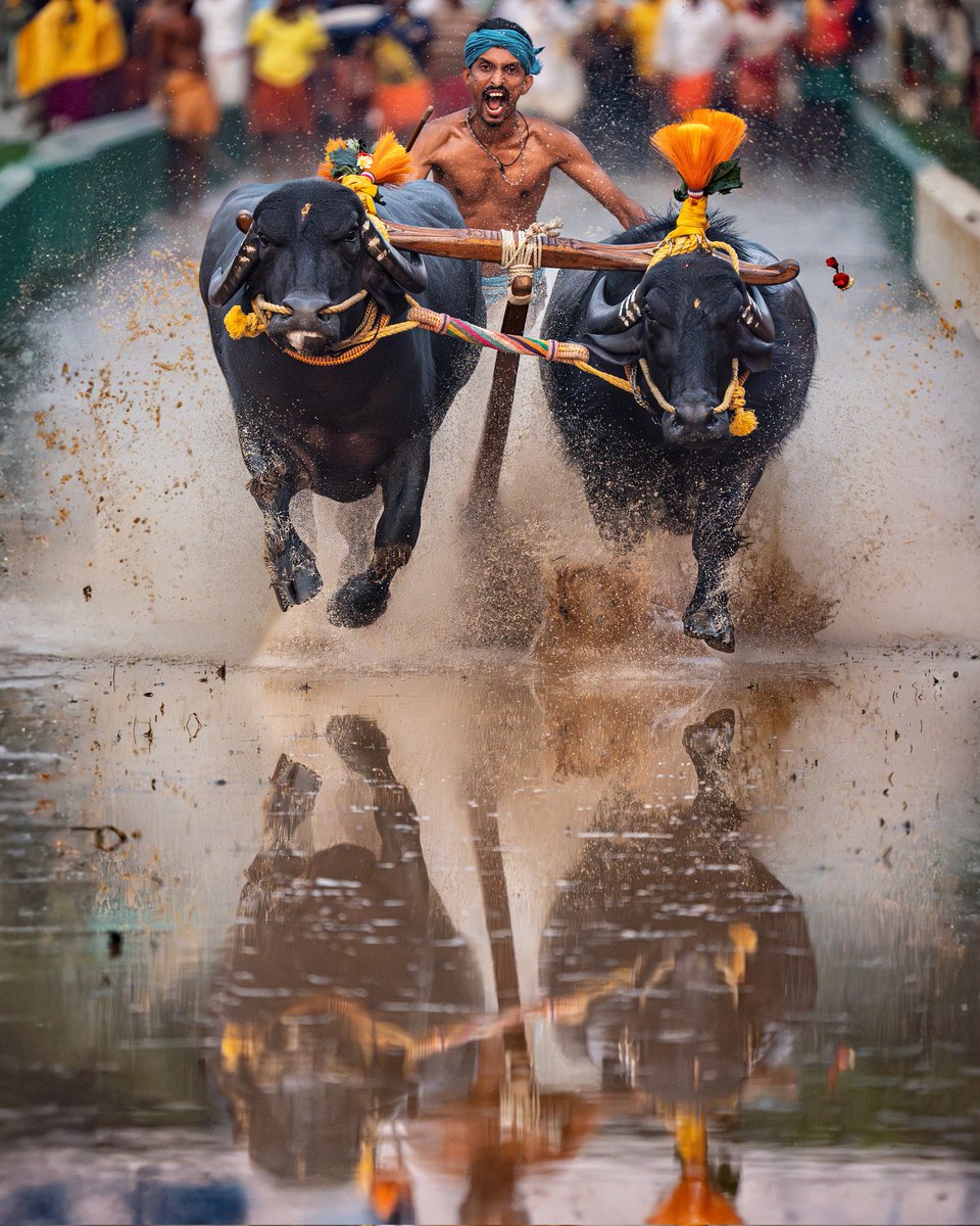 Raw speed. Kambala in Jeppu, Mangaluru.