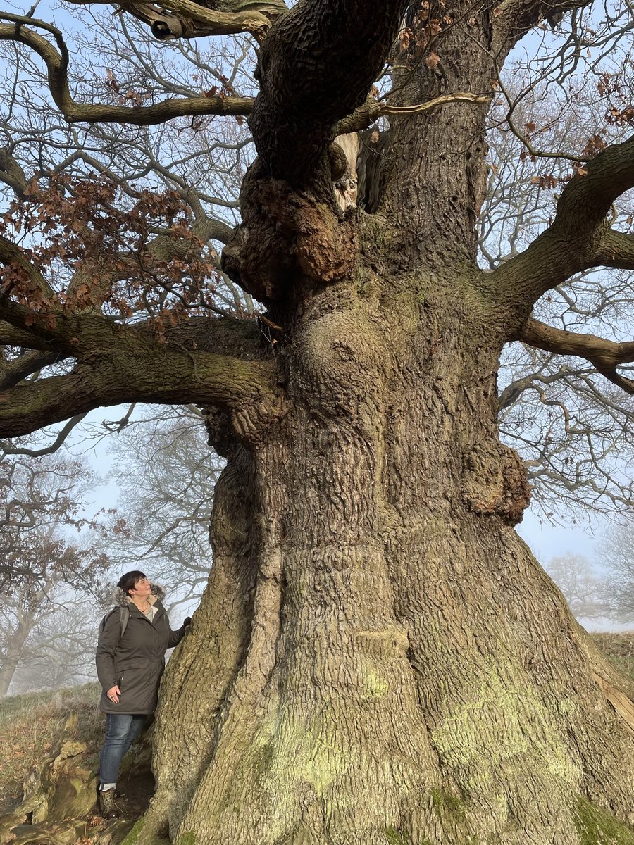 Here for you this #thicktrunktuesday is an oak that had me lost for words. A deer park remnant with power and poise @ChatsworthHouse @keeper_of_books @artypartyco