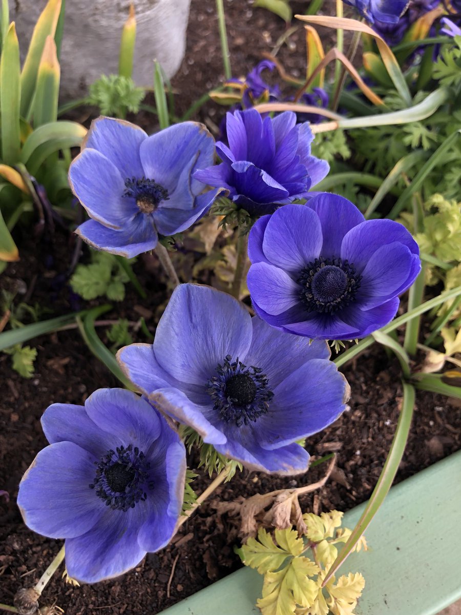 Anemones from last year #TuesdayBlue 💙