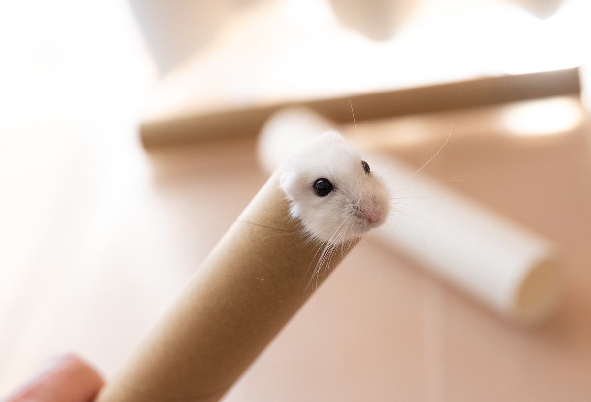 gsm_iham2's tweet photo. 筒から顔を出したところかわいい https://t.co/koewUh2iiz