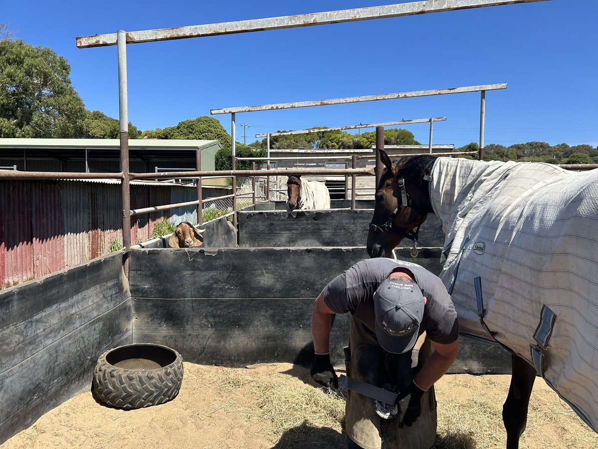 Our farrier doing his very important work under the watchful eye of Gordon the Goat 🐐
