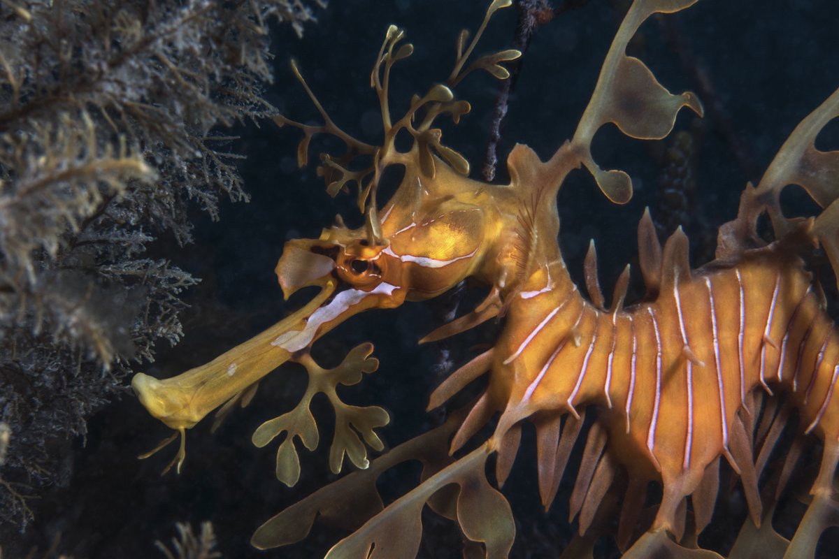 WAOceanHealth's tweet photo. Did you know? Western Australia is home to the leafy seadragon and the weedy seadragon, adding a touch of magic to our underwater kingdom! Dive into the beauty of our local marine life and let's celebrate the wonders beneath the surface.  #SeaDragonMagic #WAOF #WAOceanHealth https://t.co/3qKFhkEj1H