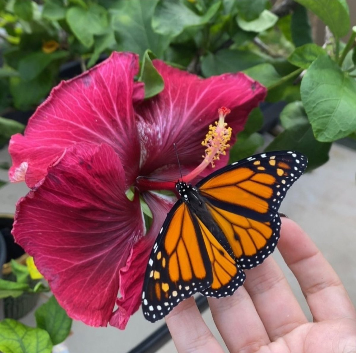 Mita Hossain tweet media