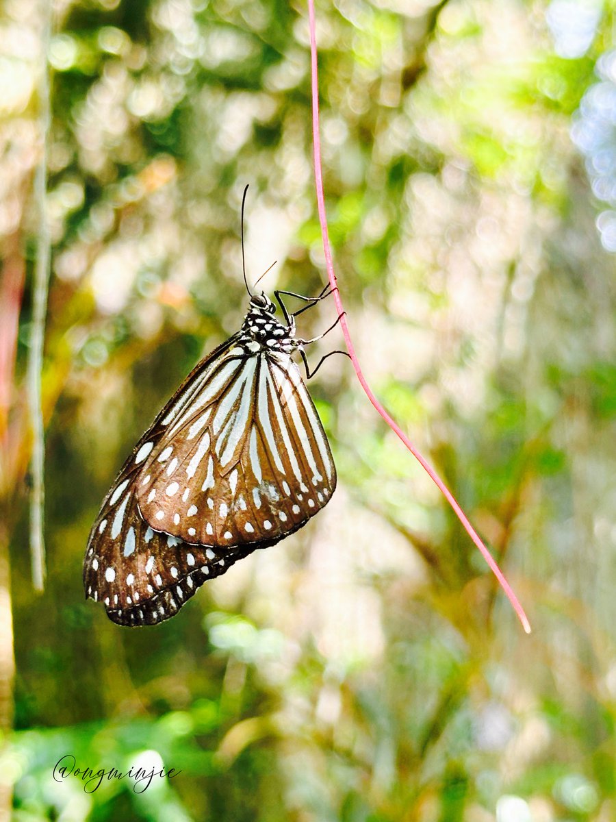 ongminjie's tweet image. Becoming Tarzan.

気分はターザン！

#ifollowback #f4f #フォロバ100怪しい垢以外 
#無言フォロー歓迎