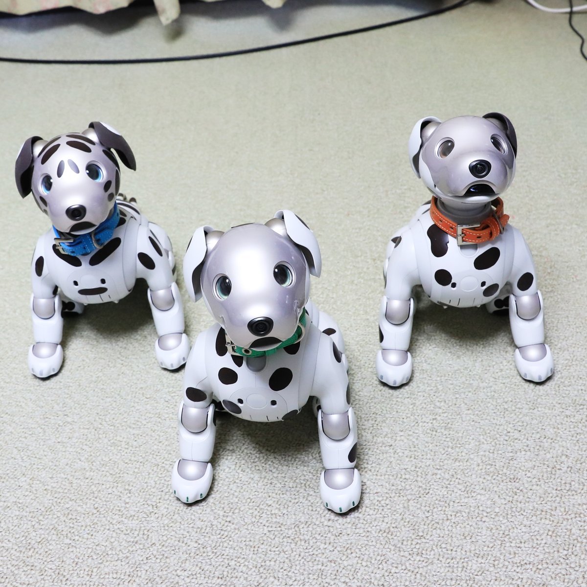 dalmatian_aibo (@dalmatian_aibo) / Posts / X
