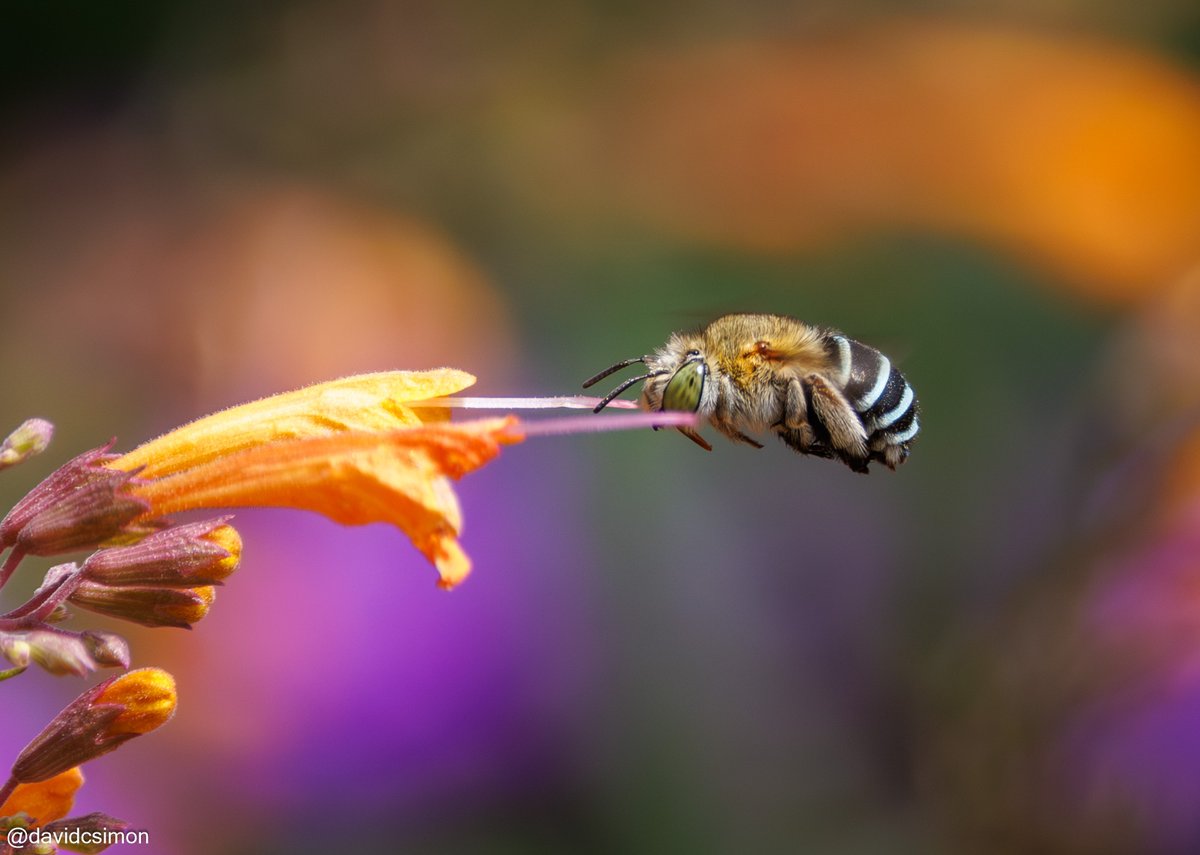 Amegilla asserta, a native Australian bee.