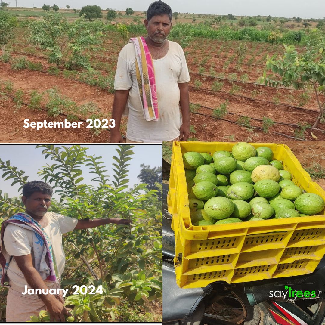 Meet Anjineyulu, our dedicated #farmer from Rapthadu, #AndhraPradesh, who consistently employs our #agroforestry model, and is also visibly reaping the benefit in the form of a phenomenal yield of over 160 kg (monthly) of guava in the inaugural harvest alone. He is on the path of…